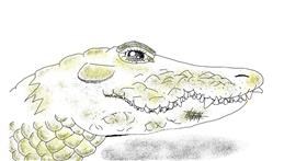 Drawing of Alligator by Tiny🍒