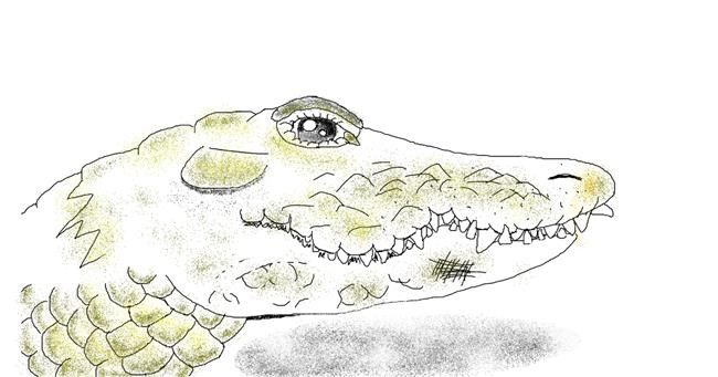 Drawing of Alligator by Tiny🍒