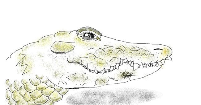 Drawing of Alligator by Tiny🍒