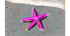 Drawing of starfish by Herbert