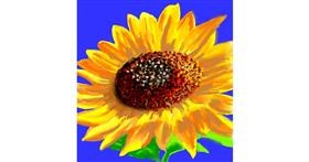 Drawing of Sunflower by Vinci