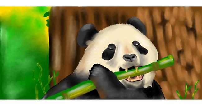 Drawing of Panda by Ani