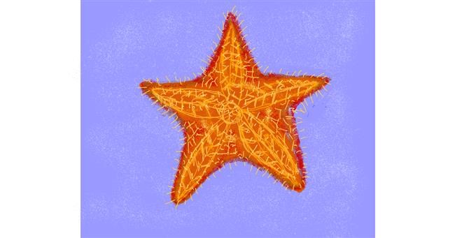 Drawing of Starfish by Cherri