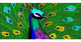 Drawing of Peacock by DebbyLee