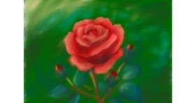 Drawing of Rose by Sunya