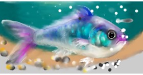 Drawing of Fish by Mandy Boggs
