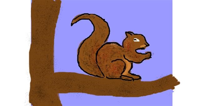 Drawing of Squirrel by Anonymous