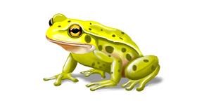 Frosch-Zeichnung von Annie