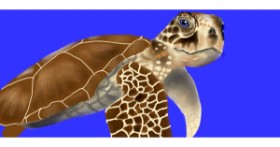 Drawing of Sea turtle by Temüjin