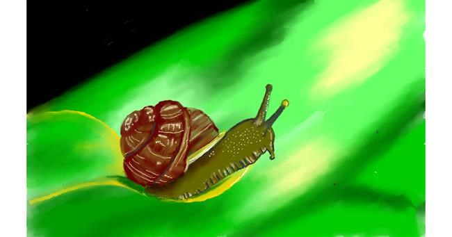 Drawing of Snail by Tim