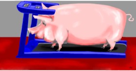 Drawing of Pig by Swimmer