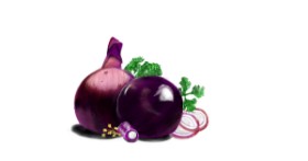 Drawing of Onion by Çhåching