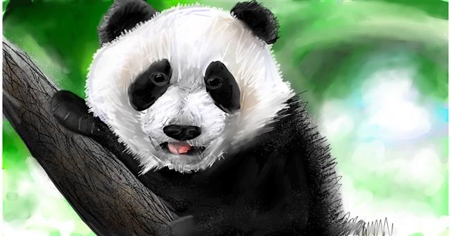 Drawing of Panda by Soaring Sunshine