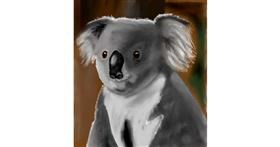 Koala - autor: Sala