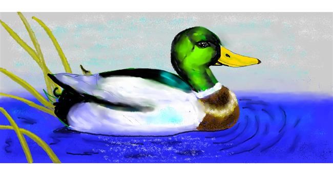 Drawing of Duck by Debidolittle