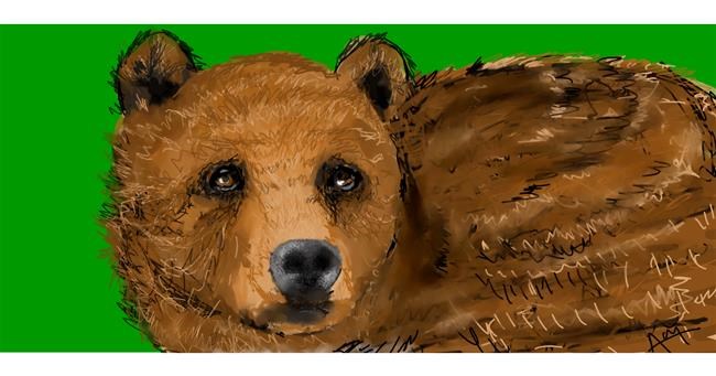 Drawing of Bear by Una persona