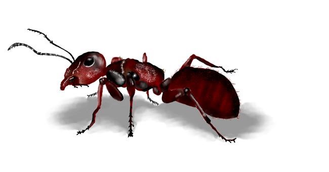 Drawing of Ant by Kim