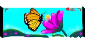 Drawing of Butterfly by SacredCross