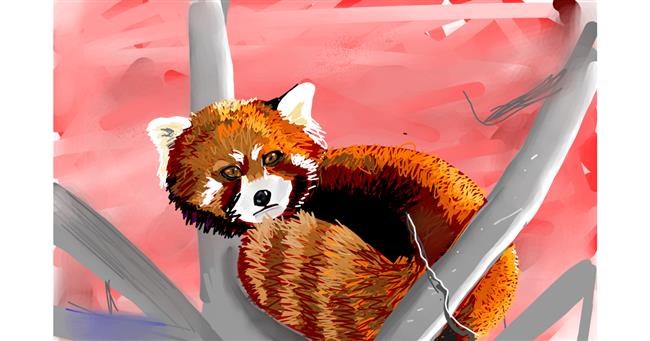 Drawing of Red Panda by Rose rocket