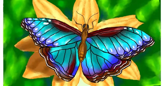 Drawing of Butterfly by Lise
