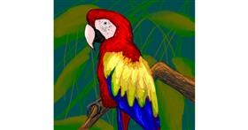 Drawing of Parrot by Scott