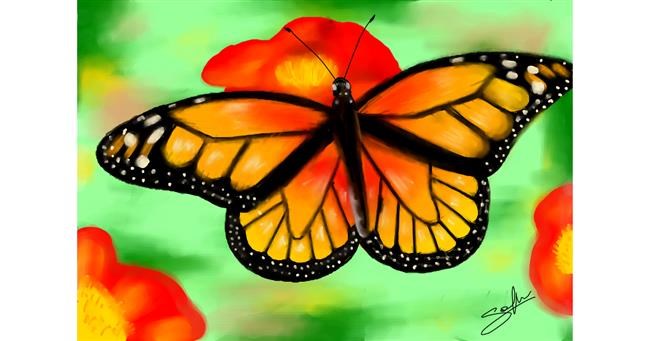 Schmetterling-Zeichnung von Sophie_draw24