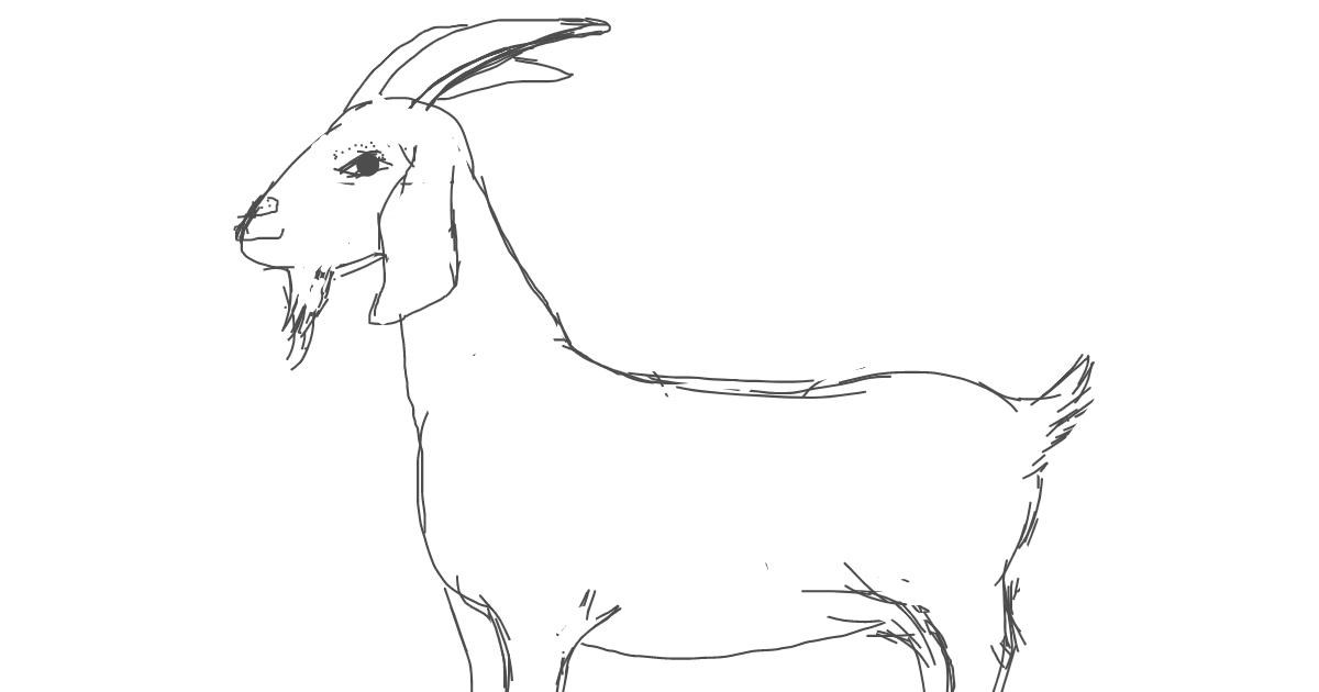 Drawing of Goat by Vicki