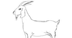 Drawing of Goat by Vicki