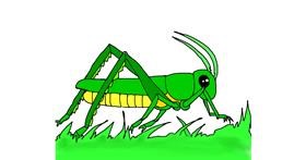 Drawing of Grasshopper by Unknown