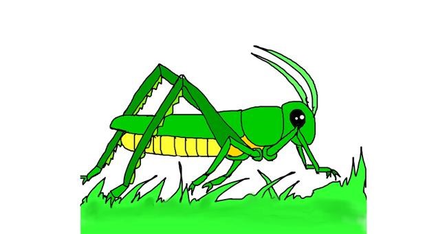 Drawing of Grasshopper by Unknown