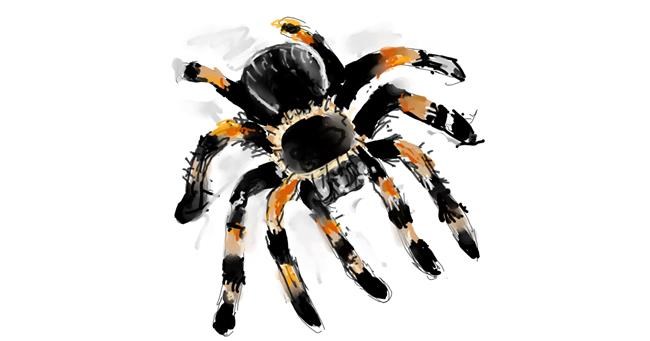 Drawing of Spider by Suzie