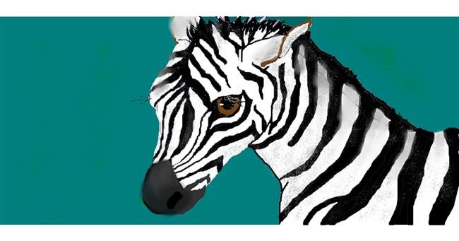 Drawing of Zebra by S.Elizabeth