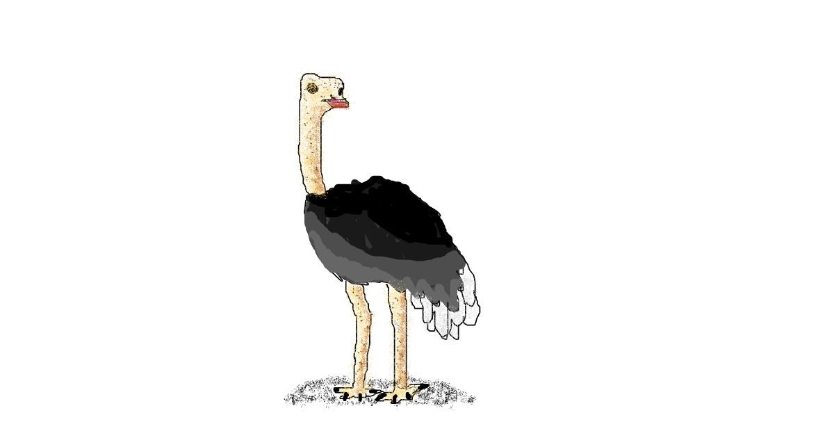 Drawing of Ostrich by coconut