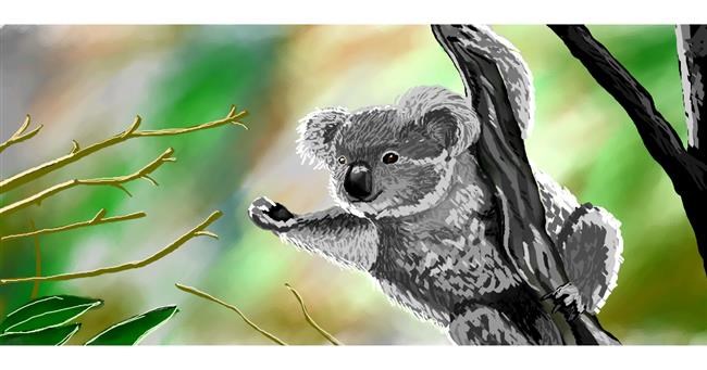 Drawing of Koala by lama