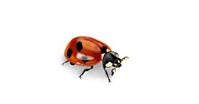 Drawing of Ladybug by Chaching