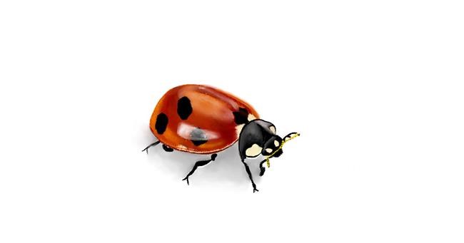 Drawing of Ladybug by Chaching