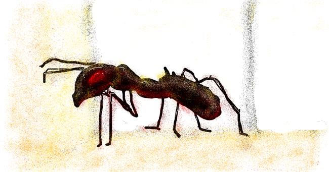 Drawing of Ant by cookie karr