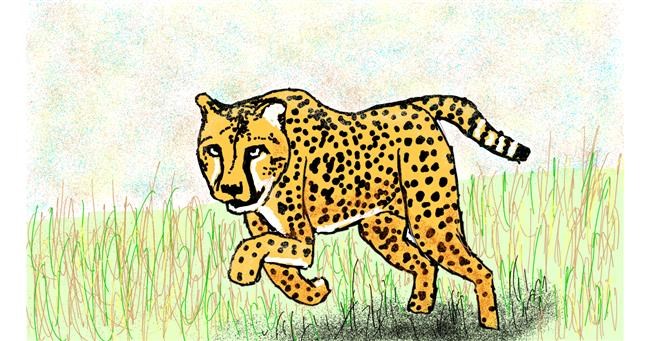 Drawing of Cheetah by Sam