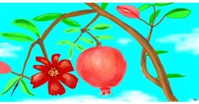 Drawing of Pomegranate by Swimmer