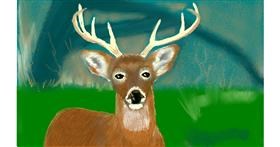 Drawing of Deer by Tim