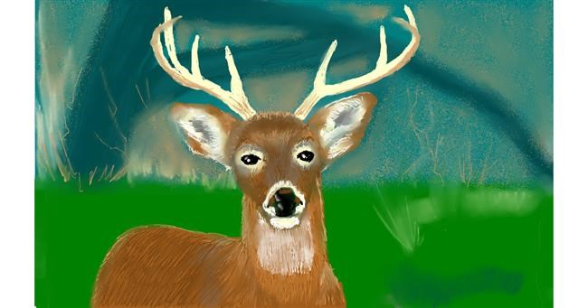 Drawing of Deer by Tim
