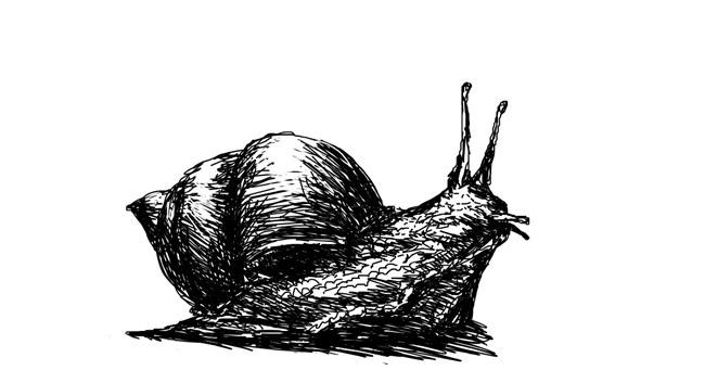 Drawing of Snail by Danielle