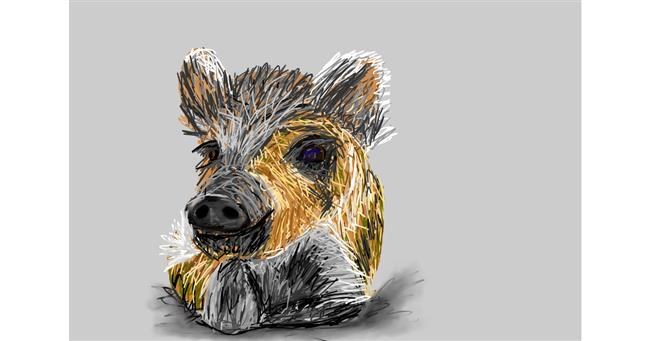 Drawing of Wild boar by Mia