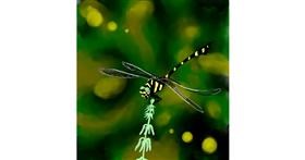 Drawing of Dragonfly by Joze