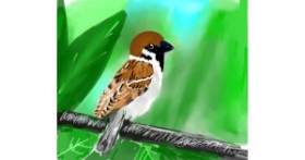Drawing of Sparrow by COOKIE🍪