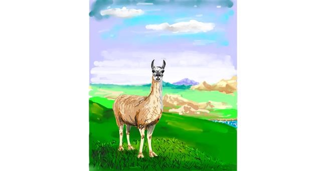 Drawing of Llama by Andromeda