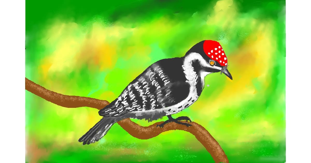Drawing of Woodpecker by GJP