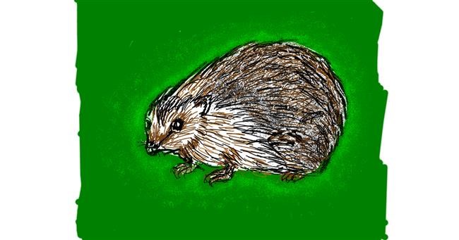 Drawing of Hedgehog by Cherri