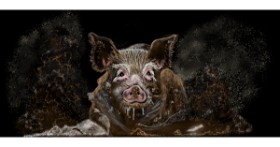 Drawing of Pig by Çhåching