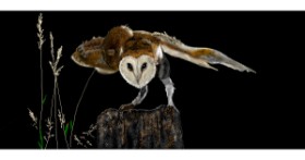 Drawing of Owl by Çhåching